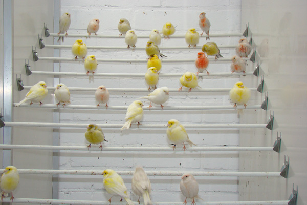 Aribird oiseaux 1
