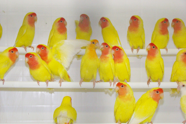 Aribird oiseaux 2
