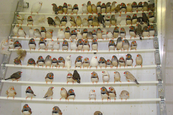 Aribird oiseaux 3
