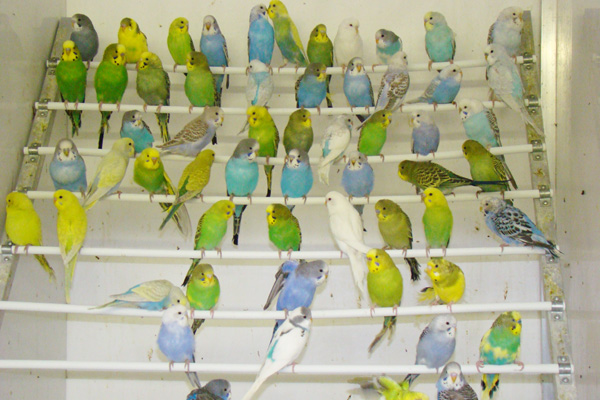Aribird oiseaux 4