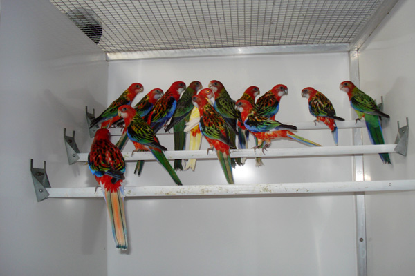 Aribird oiseaux 5
