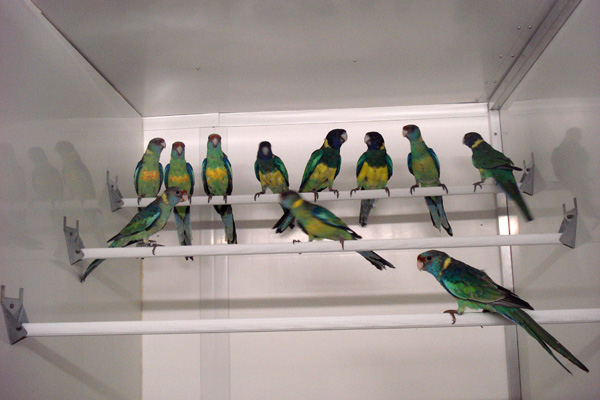 Aribird oiseaux 6