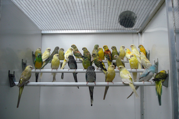 Aribird oiseaux 7